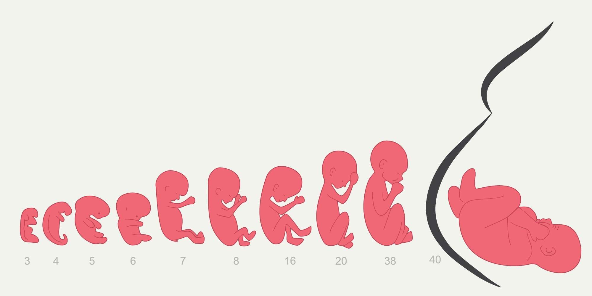 2 недели от рождения. Ребенок в животе по неделям. Эволюция ребенка в утробе.